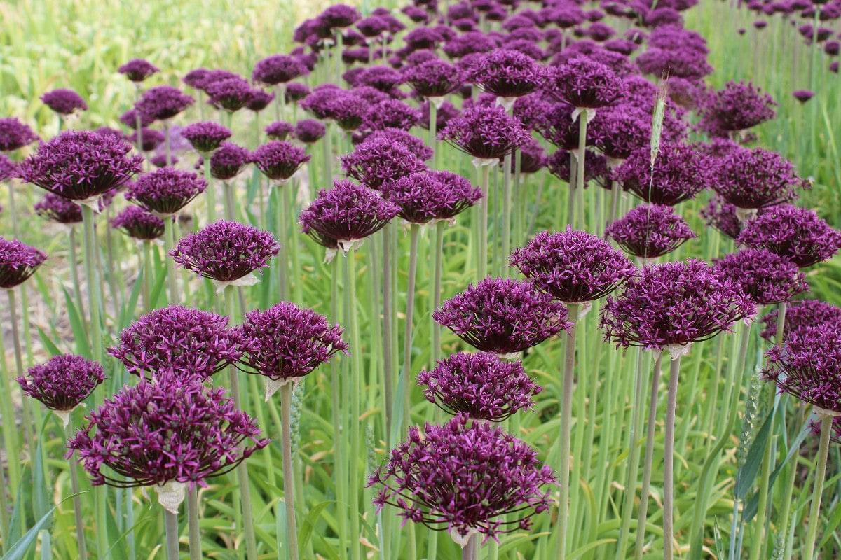 Allium Atropurpureum