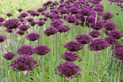 Allium Atropurpureum