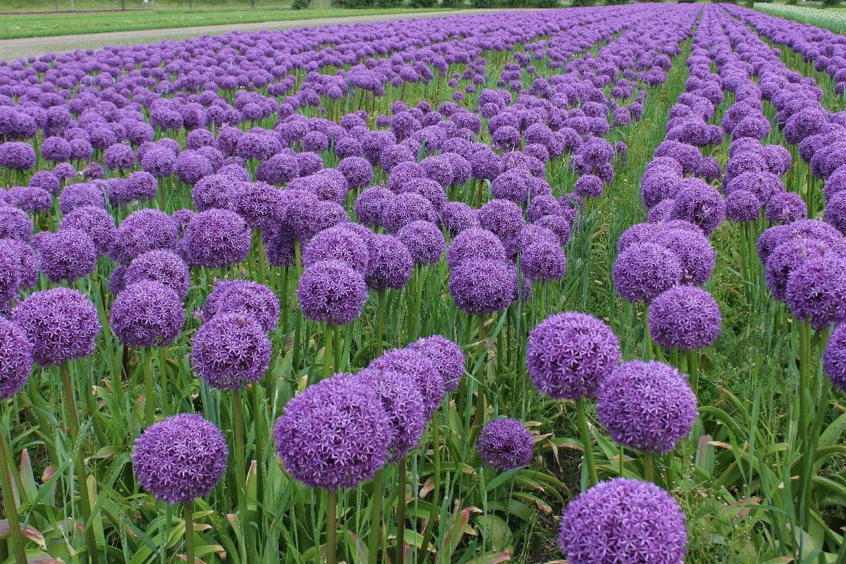 Allium Ambassador Jack the Grower