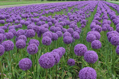 Allium Ambassador Jack the Grower