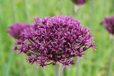 Allium Atropurpureum