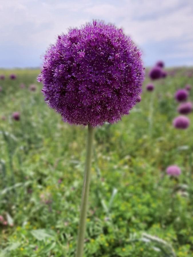 Allium Gladiator Jack the Grower