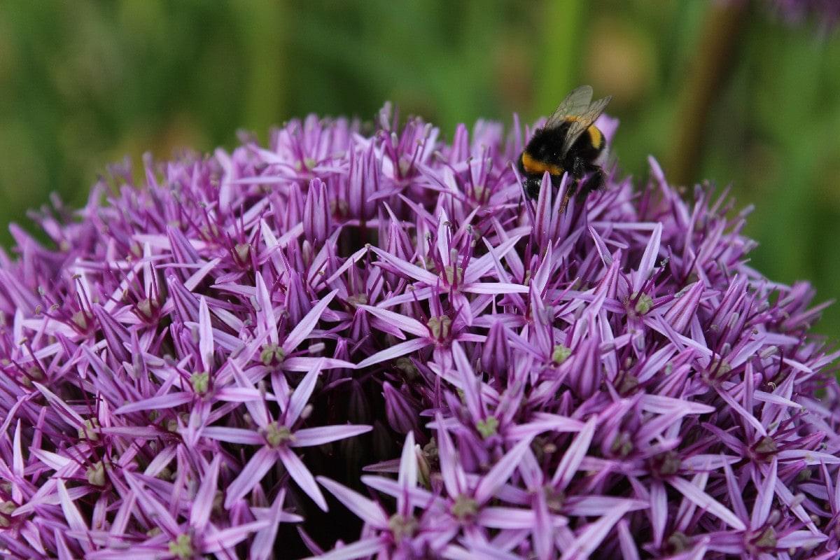 Allium Ambassador Jack the Grower