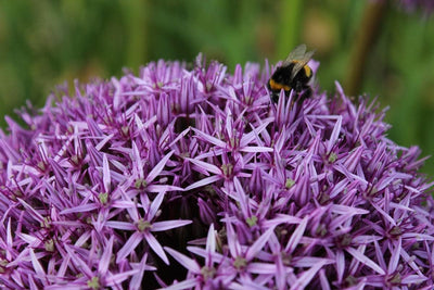Allium Ambassador Jack the Grower