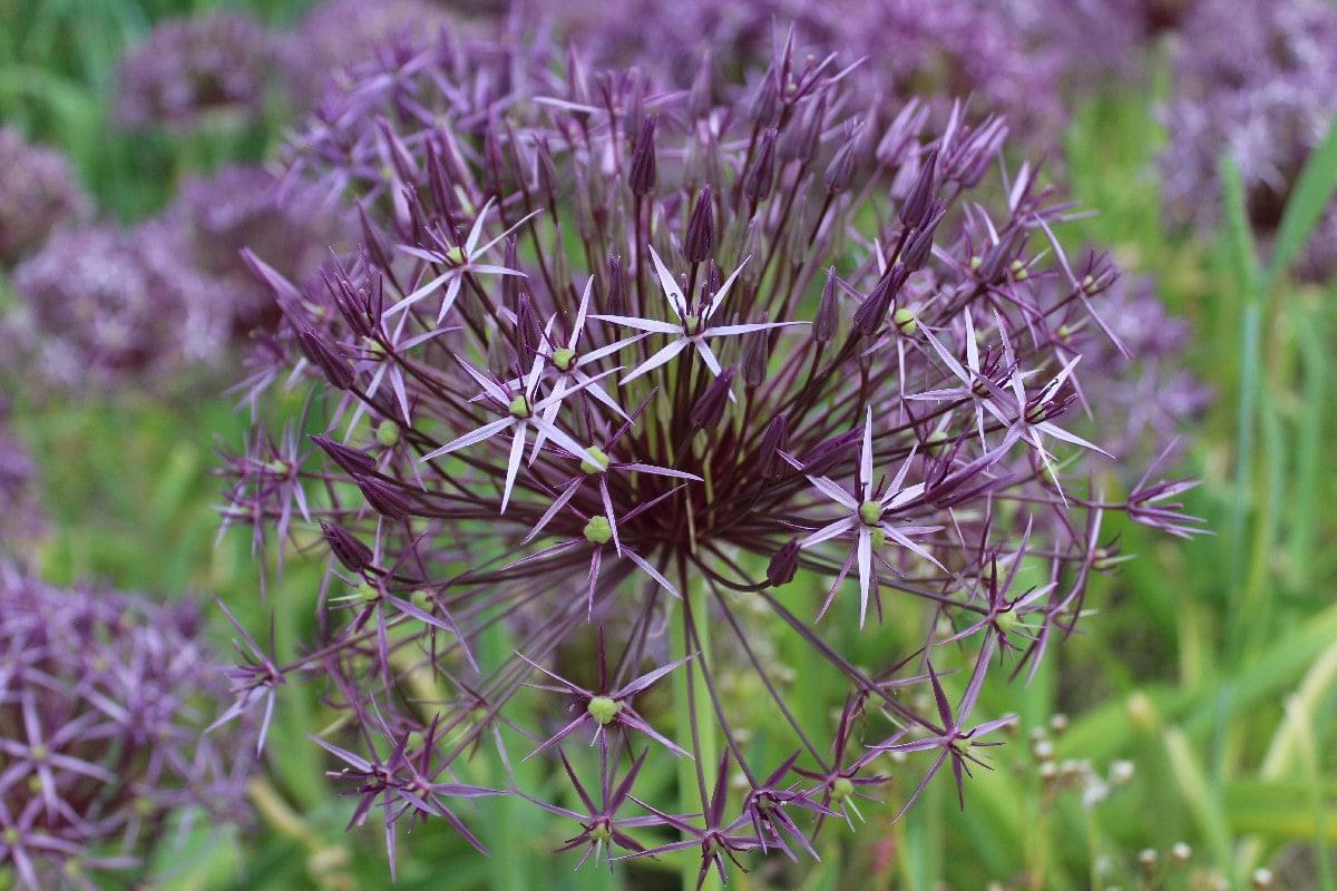 Allium Christophii