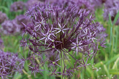 Allium Christophii