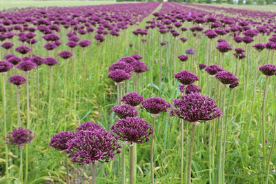 Allium Atropurpureum