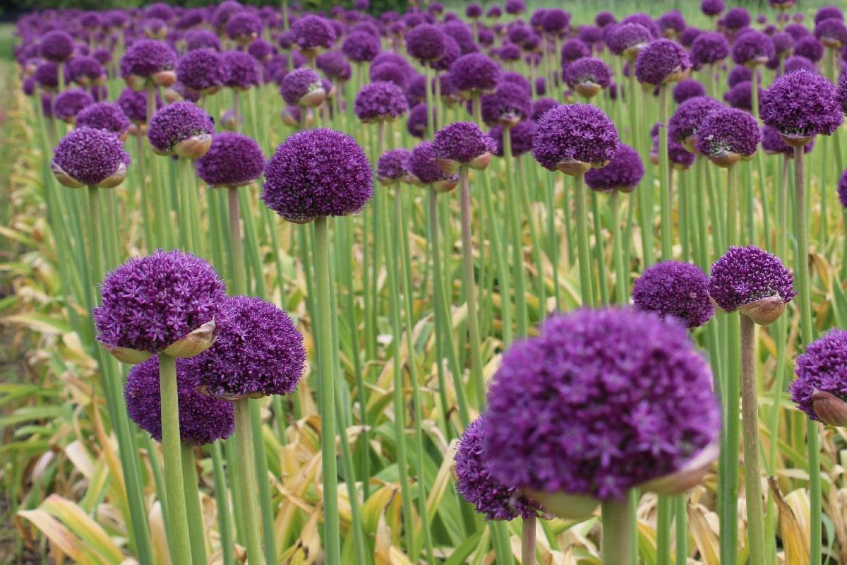 Allium Gladiator Jack the Grower