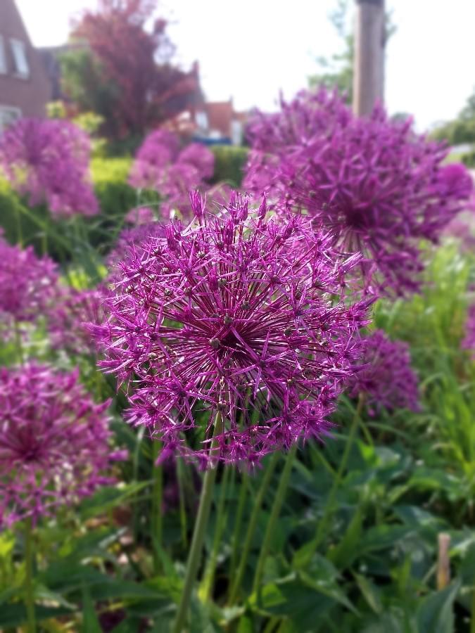 Allium Aflatunense Purple Sensation