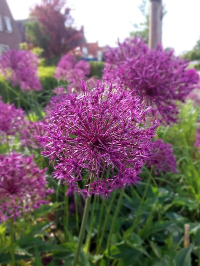 Allium Aflatunense Purple Sensation